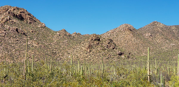 Saguaro National Park, Arizona